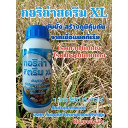 กอริล่า สตรีม